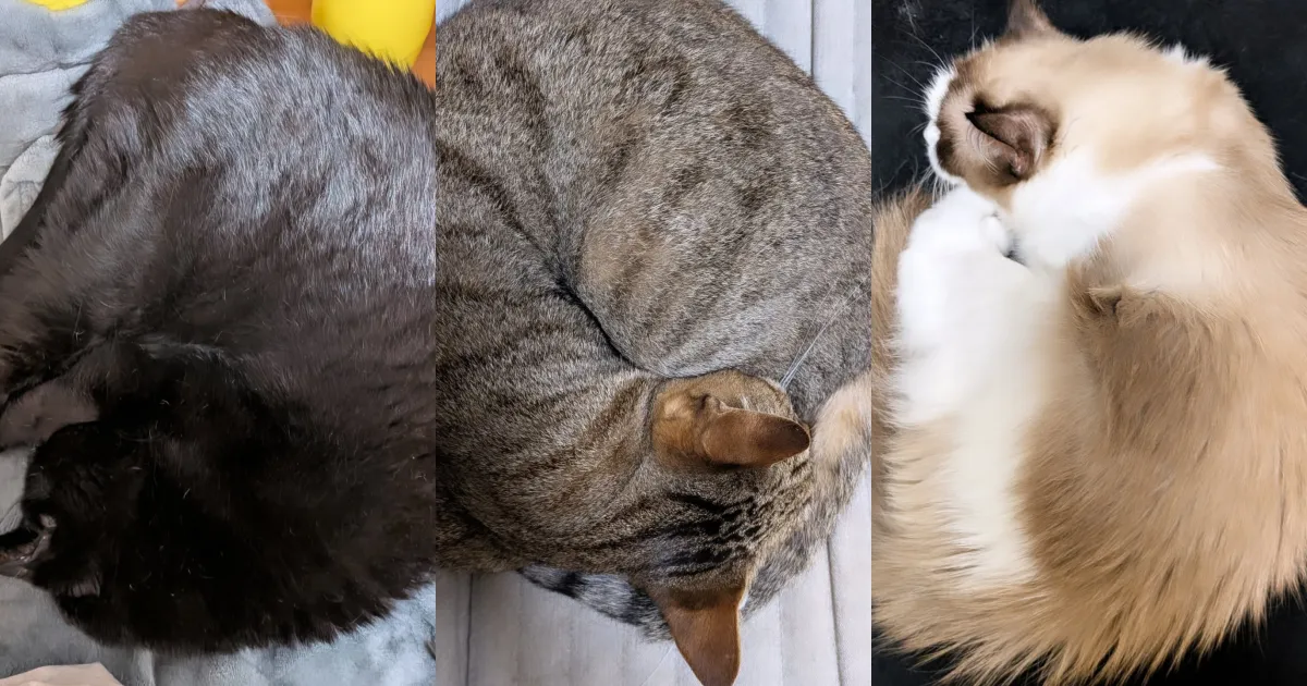 3アンモニャイト!